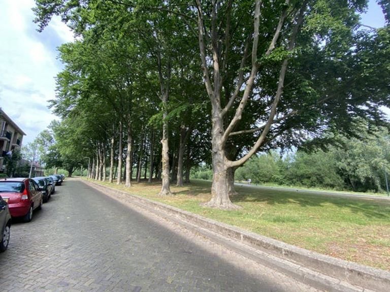 Uitzicht op het Boeimeerpark in Breda - Afbeelding 19