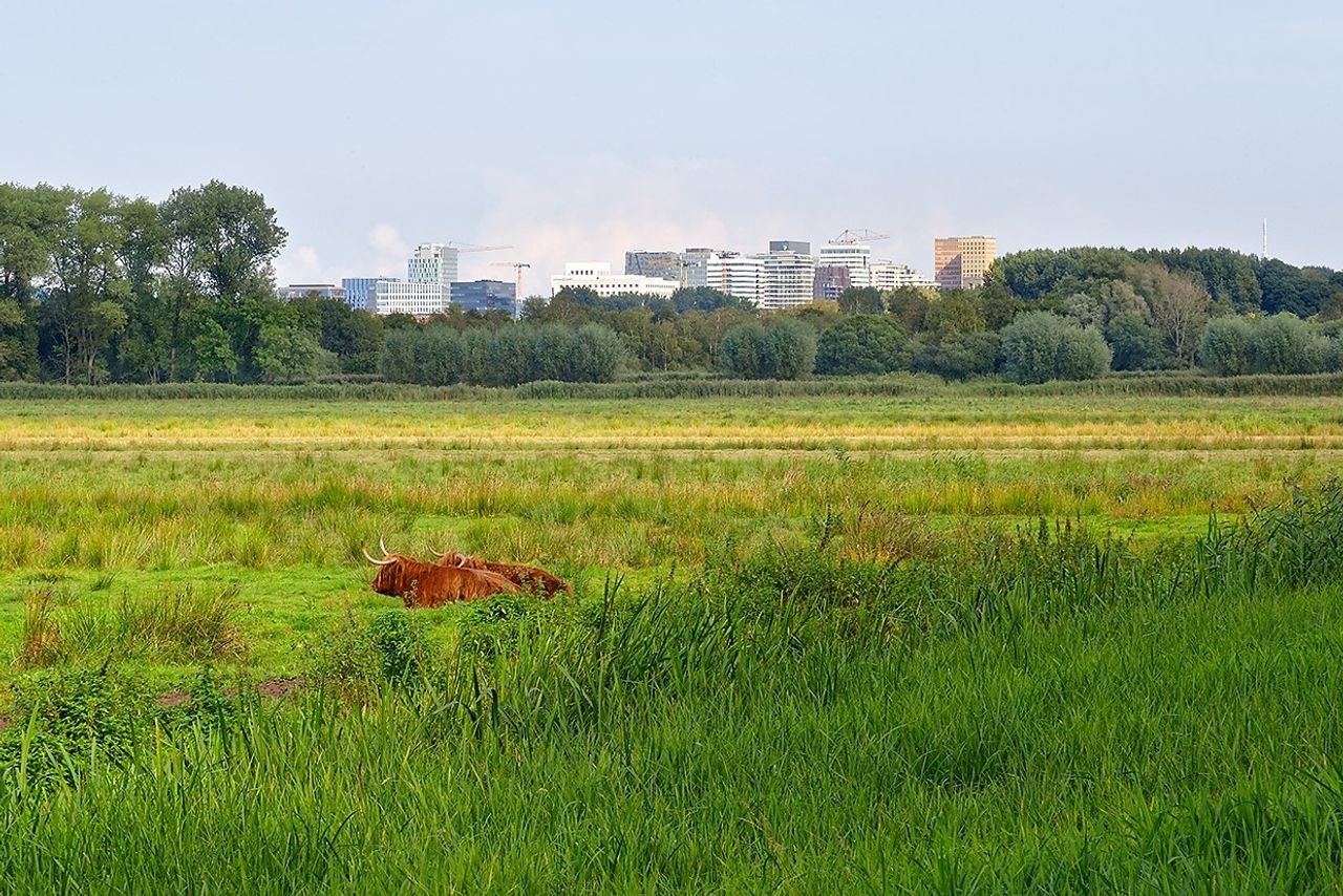 Spacious living next to the Amsterdamse Bos - Image 22