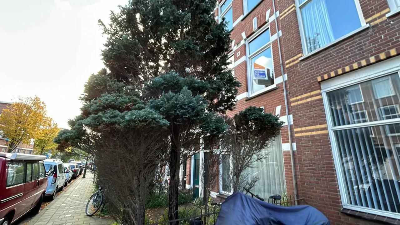 Student studio near Weimarstraat - Image 5